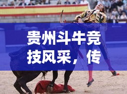 貴州斗牛競技風(fēng)采，傳統(tǒng)運動的榮耀與傳承，世界排名揭曉！
