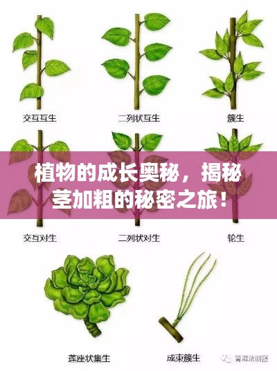 植物的成長奧秘，揭秘莖加粗的秘密之旅！