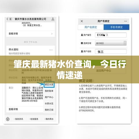 肇慶最新豬水價(jià)查詢，今日行情速遞