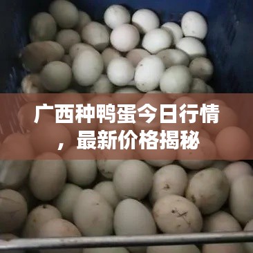 廣西種鴨蛋今日行情，最新價(jià)格揭秘