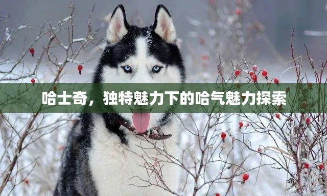 哈士奇，獨(dú)特魅力下的哈氣魅力探索