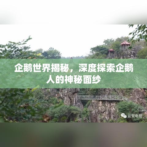 企鵝世界揭秘，深度探索企鵝人的神秘面紗