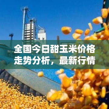 全國(guó)今日甜玉米價(jià)格走勢(shì)分析，最新行情概覽