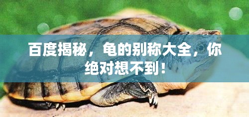 百度揭秘，龜?shù)膭e稱大全，你絕對想不到！