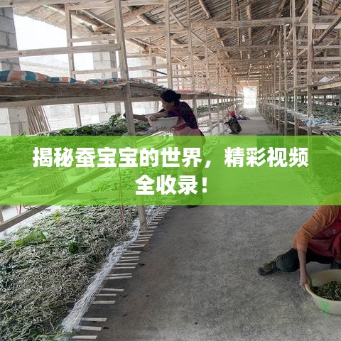 揭秘蠶寶寶的世界，精彩視頻全收錄！