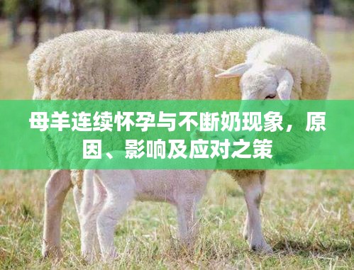 母羊連續(xù)懷孕與不斷奶現(xiàn)象，原因、影響及應對之策