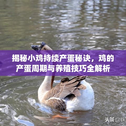 揭秘小雞持續(xù)產(chǎn)蛋秘訣，雞的產(chǎn)蛋周期與養(yǎng)殖技巧全解析