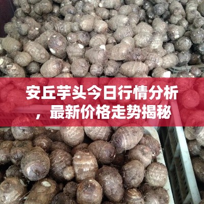 安丘芋頭今日行情分析，最新價格走勢揭秘
