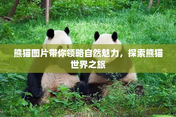 熊貓圖片帶你領(lǐng)略自然魅力，探索熊貓世界之旅