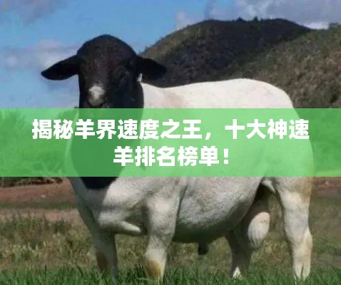 揭秘羊界速度之王，十大神速羊排名榜單！