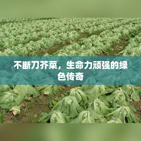 不斷刀芥菜，生命力頑強(qiáng)的綠色傳奇