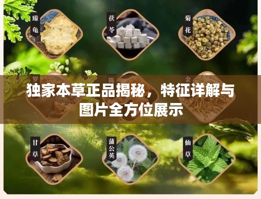 獨家本草正品揭秘，特征詳解與圖片全方位展示