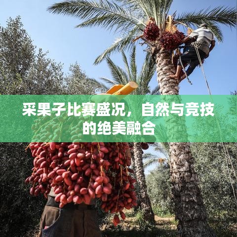 采果子比賽盛況，自然與競(jìng)技的絕美融合