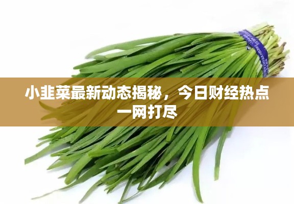 小韭菜最新動(dòng)態(tài)揭秘，今日財(cái)經(jīng)熱點(diǎn)一網(wǎng)打盡