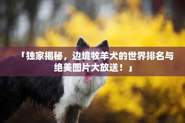 「獨家揭秘，邊境牧羊犬的世界排名與絕美圖片大放送！」