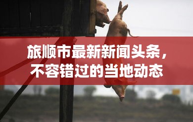 旅順市最新新聞?lì)^條，不容錯(cuò)過的當(dāng)?shù)貏?dòng)態(tài)