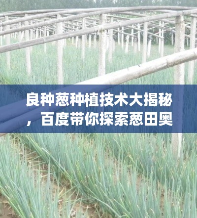 良種蔥種植技術(shù)大揭秘，百度帶你探索蔥田奧秘！