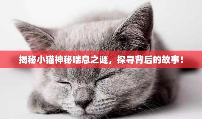 揭秘小貓神秘喘息之謎，探尋背后的故事！