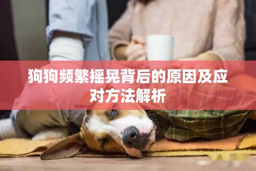 狗狗頻繁搖晃背后的原因及應(yīng)對方法解析