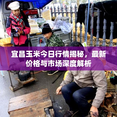 宜昌玉米今日行情揭秘，最新價(jià)格與市場(chǎng)深度解析