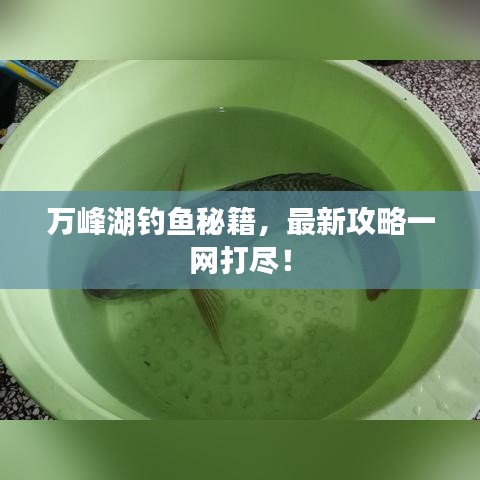 萬峰湖釣魚秘籍，最新攻略一網(wǎng)打盡！