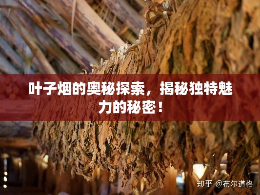 葉子煙的奧秘探索，揭秘獨(dú)特魅力的秘密！