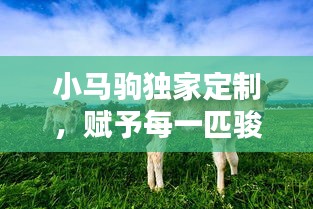小馬駒獨(dú)家定制，賦予每一匹駿馬獨(dú)特魅力