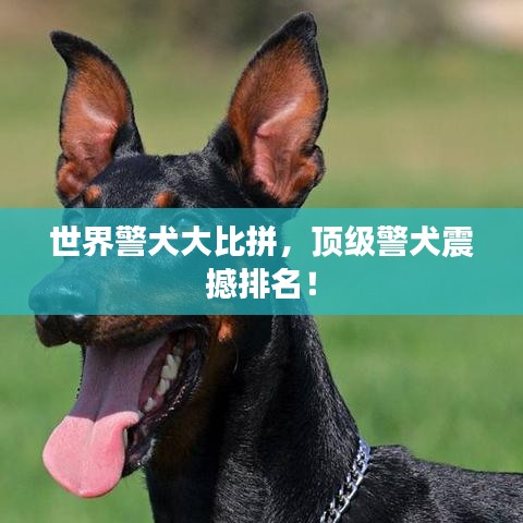 世界警犬大比拼，頂級警犬震撼排名！