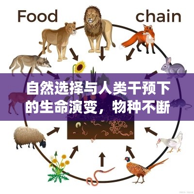 自然選擇與人類干預(yù)下的生命演變，物種不斷進化的奧秘探索