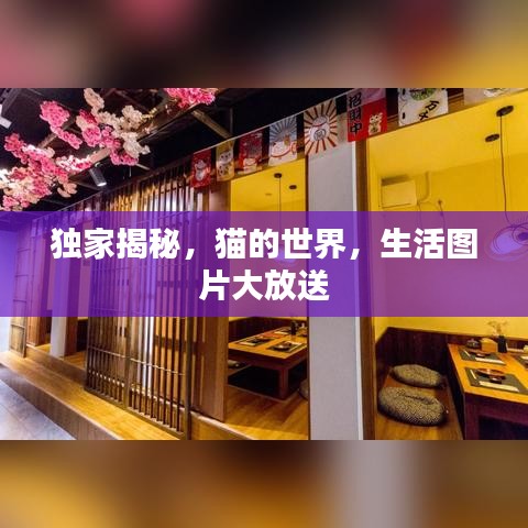 獨家揭秘，貓的世界，生活圖片大放送
