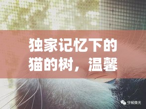 獨(dú)家記憶下的貓的樹，溫馨故事等你探索