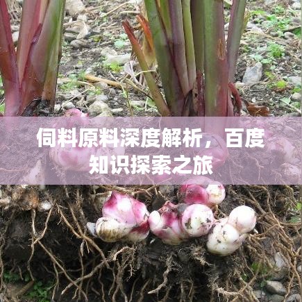 伺料原料深度解析，百度知識探索之旅