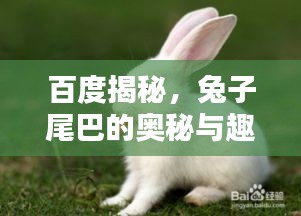 候鳥(niǎo)南飛
