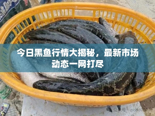 今日黑魚行情大揭秘，最新市場動態(tài)一網(wǎng)打盡